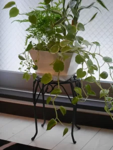 京都市役所前カウンセリングルーム坪庭の観葉植物