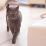 京都市役所前カウンセリングルーム坪庭の愛着障害についての相談