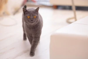 京都市役所前カウンセリングルーム坪庭の愛着障害についての相談